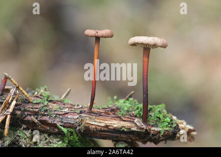 Mycetinis scorodonius, wie der Knoblauch - duftender Pilz oder Vampire bane bekannt, wild wachsenden in Finnland Stockfoto