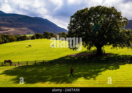 Das Dunloe Hotel in der Nähe von Killarney, Irland. Der Blick nach Süden ist immer herrlich. Hier von der Upper Lounge aus sieht man die alte Eiche, die auch im Logo des Dunloe Hotel & Gardens abgebildet ist Stockfoto