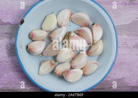 Nelken von Allium sativum' Lautrec Wight' hardneck Knoblauch bereit für die Aussaat im Herbst. Großbritannien Stockfoto