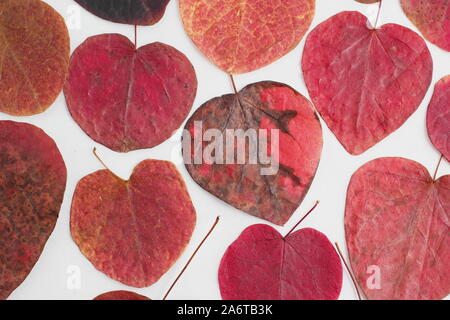 Herzförmige Blätter von Cercis canadensis 'Forest Pansy' anzeigen Bunter Herbst Farben auf weißem Hintergrund Stockfoto