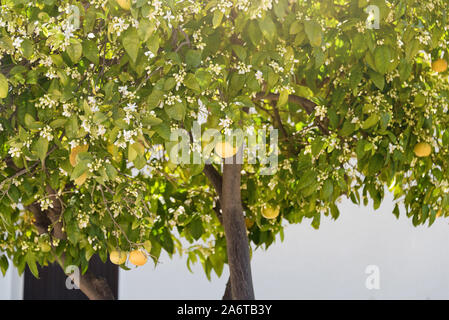 In der Nähe von orange Bäume im Garten, selektive konzentrieren. Reifen Orangen hängen an einem blühenden Orange Tree Stockfoto