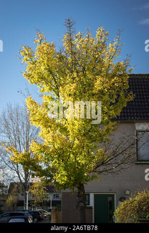 Einsamer Baum mit leuchtend gelben Blätter im Herbst gegen einen strahlend blauen Himmel Stockfoto