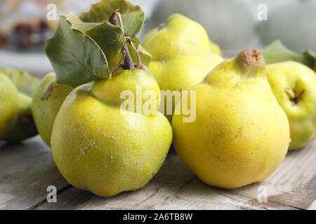 Cydonia oblonga 'Vranja' Nenadovic. Aromatische Quitte Früchte auf einem Küchentisch für Gelee machen. Herbst. Großbritannien Stockfoto