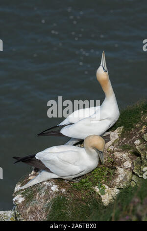 Balz Verhalten der Basstölpel (Morus bassanus/Phoca vitulina) an Bempton Cliffs, Yorkshire, England Stockfoto