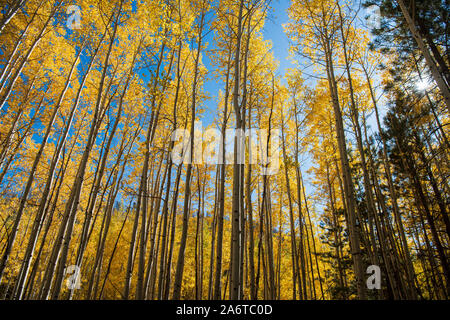 Goldene Espen von Northern Arizona Stockfoto