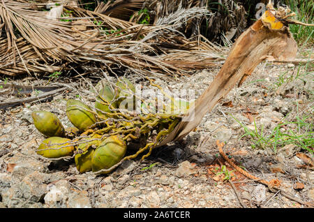 Volle Länge des Coconut Bündel Stockfoto