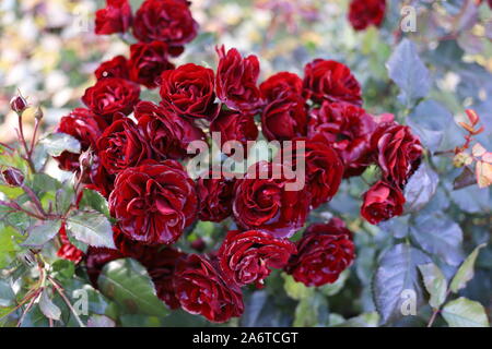 Schöne Blut rote Rosen im Garten. Regen fällt wie Kristalle auf die Blütenblätter, Flecke des Sonnenlichts. Romantische Hintergrund Foto. Hochzeit, Valentinstag da Stockfoto