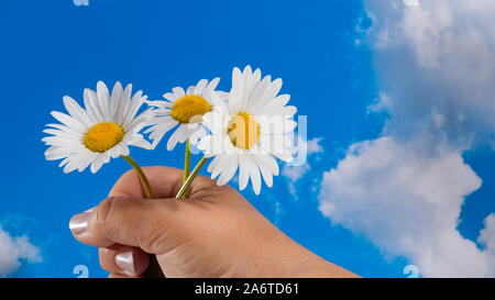 White ox Eye daisy flowers in weiblicher Hand auf und blauer Himmel. Leucanthemum vulgare. Blumenstrauß aus drei schönen Margeriten in der menschlichen Finger detail. Stockfoto
