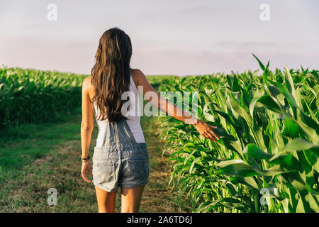 Frau Bauer einen Spaziergang in einem biologischen Maisfeld bei Sonnenuntergang in Galizien, Spanien Stockfoto