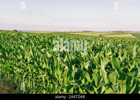 Panoramablick auf einem biologischen Mais Feld in Galizien, Spanien Stockfoto