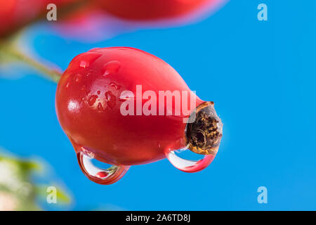 Nassen reifen raw Hagebutte mit schönen Wassertropfen auf den blauen Himmel Hintergrund. Spiegelung in dewdrop Detail. Gesunde bio Frucht mit Vitaminen und Carotinoiden. Stockfoto