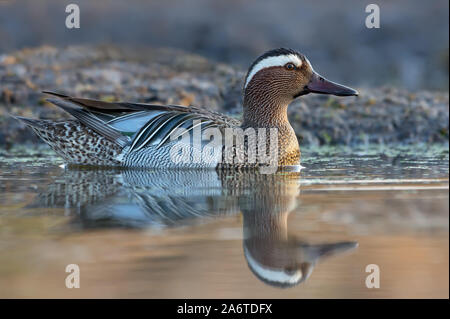 Männliche Krickente schwimmt im Gelben Fluss Frühling mit viel Schlamm und Schmutz Stockfoto