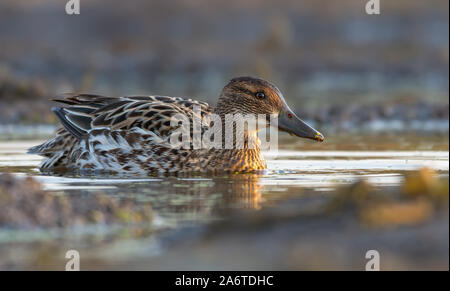 Weibliche Krickente schwimmt in Gelb gefärbtes Wasser Teich im Morgenlicht Stockfoto