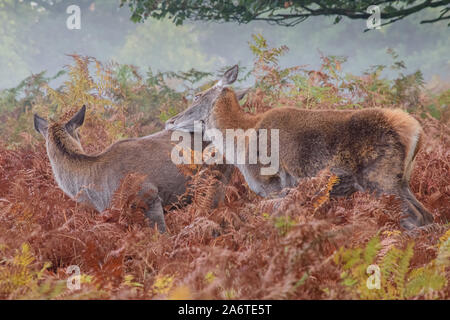 Ein Paar Red Deer Hinds, einer lehnt sich in den tiefen Farnen gegen den Rücken des anderen, wobei ein Auge in einem Londoner Park weit geöffnet ist Stockfoto