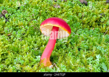 Waxcap Hygrocybe coccinea (Scarlet) tritt in weder Wiesen und ist weithin Verteilung über die gesamte nördliche Hemisphäre. Stockfoto