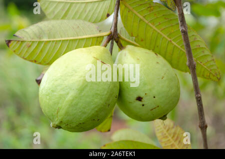 Grüne Haut Guave am Baum Stockfoto