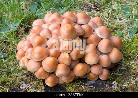 Hypholoma fasciculare (Schwefel Büschel) ist eine gemeinsame woodland Pilz. Eine saprophagic Arten, die in großen Büschel auf Tote oder Faulenden Baumstämmen wächst Stockfoto