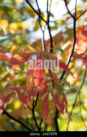 Franklinia alatamaha. Franklin baum Laub im Herbst. Großbritannien Stockfoto