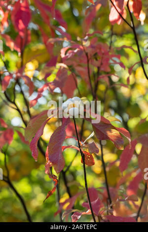 Franklinia alatamaha. Franklin Baum in Blüte im Herbst. Großbritannien Stockfoto