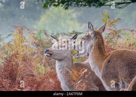 Ein Rothirsch warnt, während ein anderer Hirsch am frühen Morgen in einem Londoner Park aufmerksam in den hohen Farnen zuschaut Stockfoto