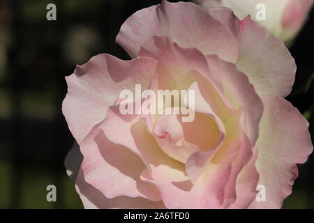 Perfekte Sommer rosa Rose Blüte Stockfoto