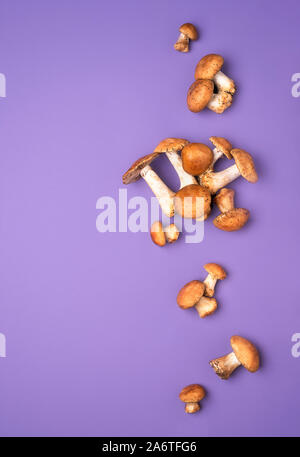 Essbare Pilze auf einem violetten Hintergrund. Honig Pilz Pilze aus dem Wald geerntet. Oben Ansicht von Herbst Gemüse. Armillaria Mellea. Stockfoto
