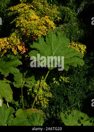 Gunnera/chilenischen Rhabarber Blätter Stockfoto