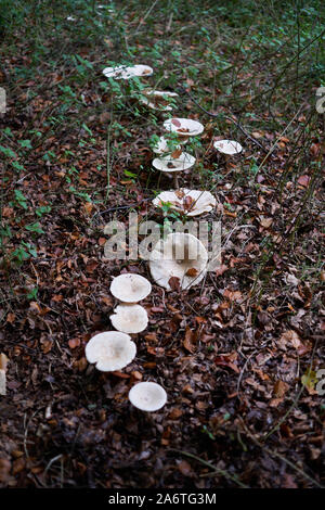 Pilze im Phoenix Park, Dublin, Irland. Stockfoto