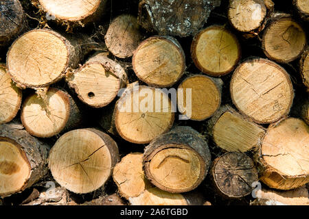 Frisch Haufen von Logs Schnitt für zweistoffbrenner anmelden Stockfoto