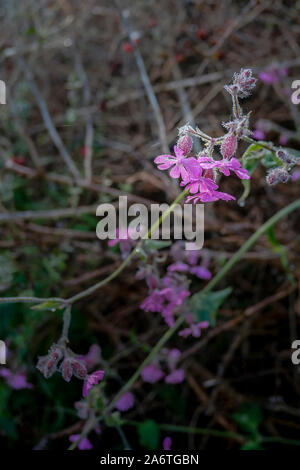 Red Campion Silene dioica wachsen in einem Wald Lebensraum in Cornwall. Stockfoto