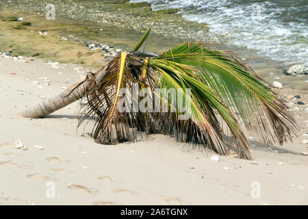 Gefallenen Palme auf batseba Bucht an der südöstlichen Küste von Barbados. Stockfoto