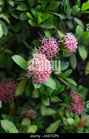 Zwerg ixora (Ixora sp.) Pflanzen mit rosa Blüten, Asuncion, Paraguay Stockfoto