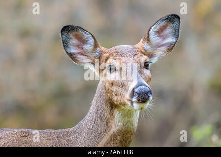 Eine Nahaufnahme eines weiblichen Weißwedelhirsche doe (Odocoileus virginianus) in Michigan, USA. Stockfoto