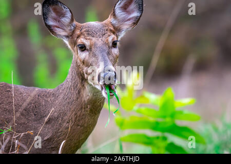 Eine Nahaufnahme eines weiblichen Weißwedelhirsche doe (Odocoileus virginianus) Kauen auf Gras in Michigan, USA. Stockfoto