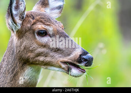 Eine Nahaufnahme eines weiblichen Weißwedelhirsche doe (Odocoileus virginianus) Kauen auf Gras in Michigan, USA. Stockfoto