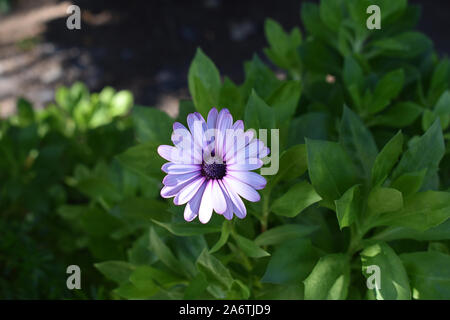 Einzelne weiße Osteospermum mit lila/rosa Rändern und Mitte, auf einem Bett von Blättern Stockfoto