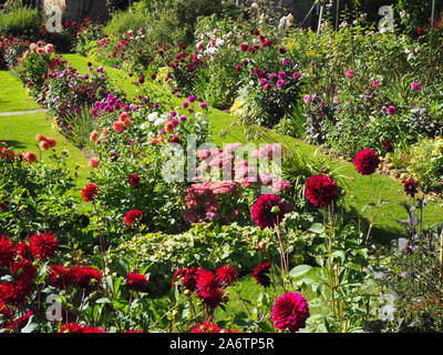 Ecke der versunkene Garten Chenies Landsitz voller bunter Dahlien Sorten. Frische grüne Gras Pfade führen durch die terrassenförmige Anlage Grenzen. Stockfoto