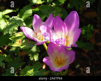 Herbst Crocus, Colchicum 'Lilac Wonder' an chenies Manor Garden. Ziemlich phototropic blass rosa-lila Blüten im Sonnenschein. Stockfoto