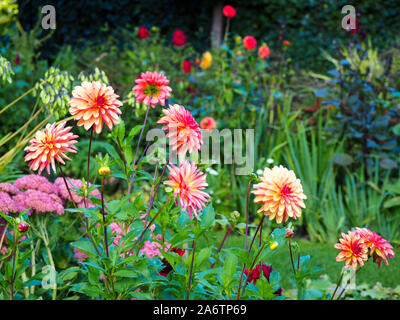 Dahlie 'Julie' an chenies Manor Garden. Eine Ecke des versunkenen Garten; Teil der terrassenförmig angelegte Staudenbeet Anzeige im Spätsommer. Stockfoto