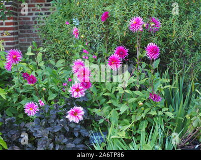Dahlie 'Purple Gem' und Dahlie 'Faszination' durch den Pavillon an der Wand im Chenies Manor Sunken Garden im Spätsommer. Stockfoto