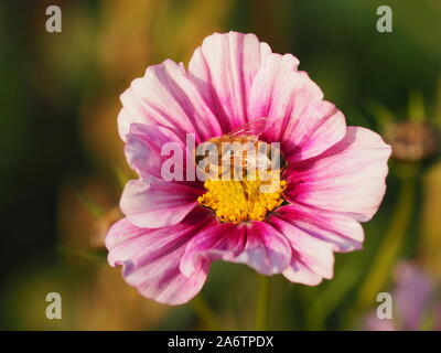 Honigbiene bestäubt eine rosa und lila Kosmos Blume an Chenies im Spätsommer. Stockfoto