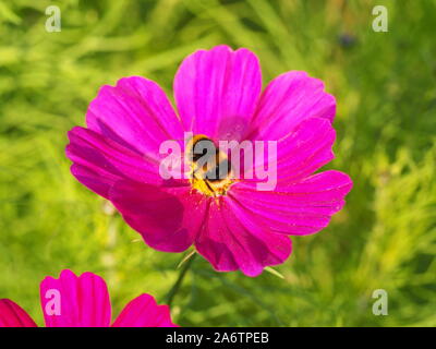 Bumble Bee bereit, aus einem magenta Kosmos Blume an chenies Manor Garden im Spätsommer zu fliegen. Stockfoto