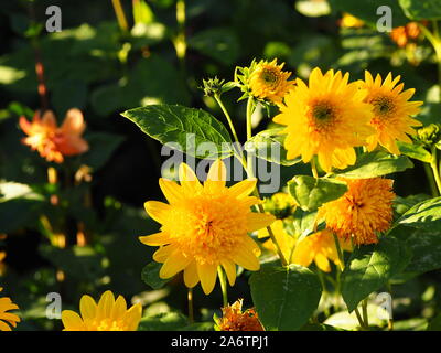 Leuchtend gelben Dahlie in hellen Nachmittag Sonnenlicht Chenies Manor Garden im Spätsommer. Hintergrundbeleuchtung blüht im Süden Staudenbeet. Stockfoto