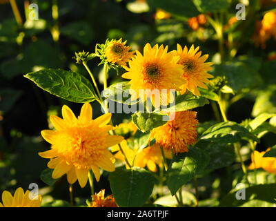 Leuchtend gelben Dahlie in hellen Nachmittag Sonnenlicht Chenies Manor Garden im Spätsommer. Hintergrundbeleuchtung blüht im Süden Staudenbeet. Stockfoto