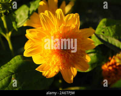 Leuchtend gelben Dahlie in hellen Nachmittag Sonnenlicht Chenies Manor Garden im Spätsommer. Hintergrundbeleuchtung blüht im Süden Staudenbeet. Stockfoto