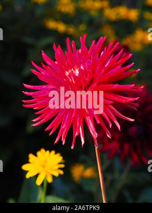 Cactus Vielzahl von Dahlia bei Chenies. Strong pink, stacheligen Blüten mit einem Hauch von Purpur an der Spitze in voller Sonnenschein. Gelb krautigen Astern in Abstand. Stockfoto