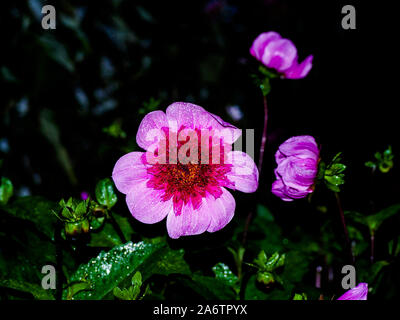 Dahlie 'Blue Bayou' mit Blitz aufgenommen, mit Regen fällt. Stockfoto