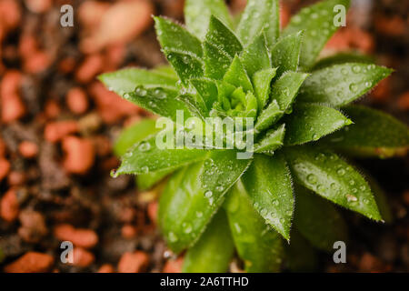 Makro von sempervivum saftige mit Wassertropfen Stockfoto