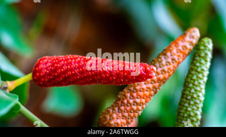 Piper Retrofractum oder Javanischen Chili Frucht mit brillanten Farben. Diese Anlage ist für medizinische Zwecke verwendet Stockfoto