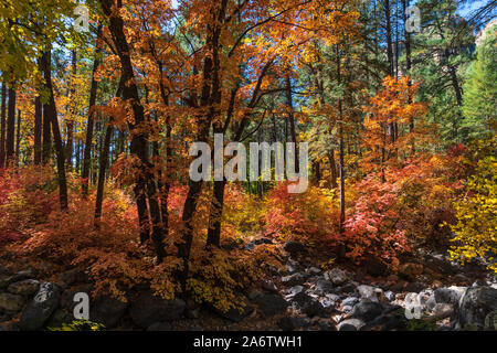 Herbstfarben, die durch Sonnenlicht in der West Fork des Oak Creek Canyon, Arizona, USA, beleuchtet werden Stockfoto
